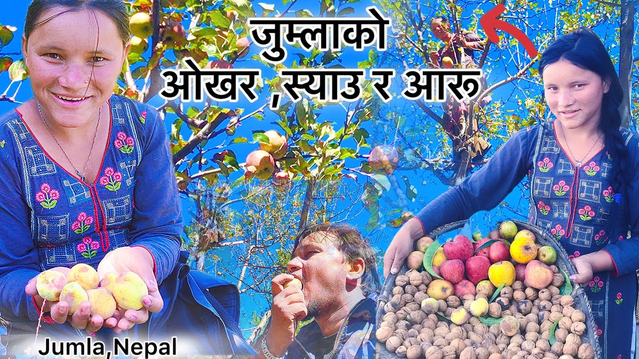 जुम्लाको अर्गानिक स्याउ रुखमै चढेर खाईयो (Jumla, Nepal ) 