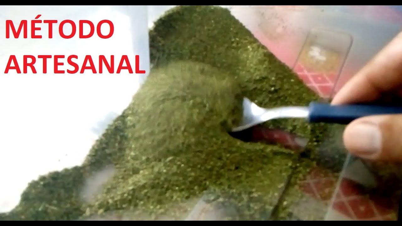 COMO FAZER FARINHA PURA DE MORINGA OLEIFERA