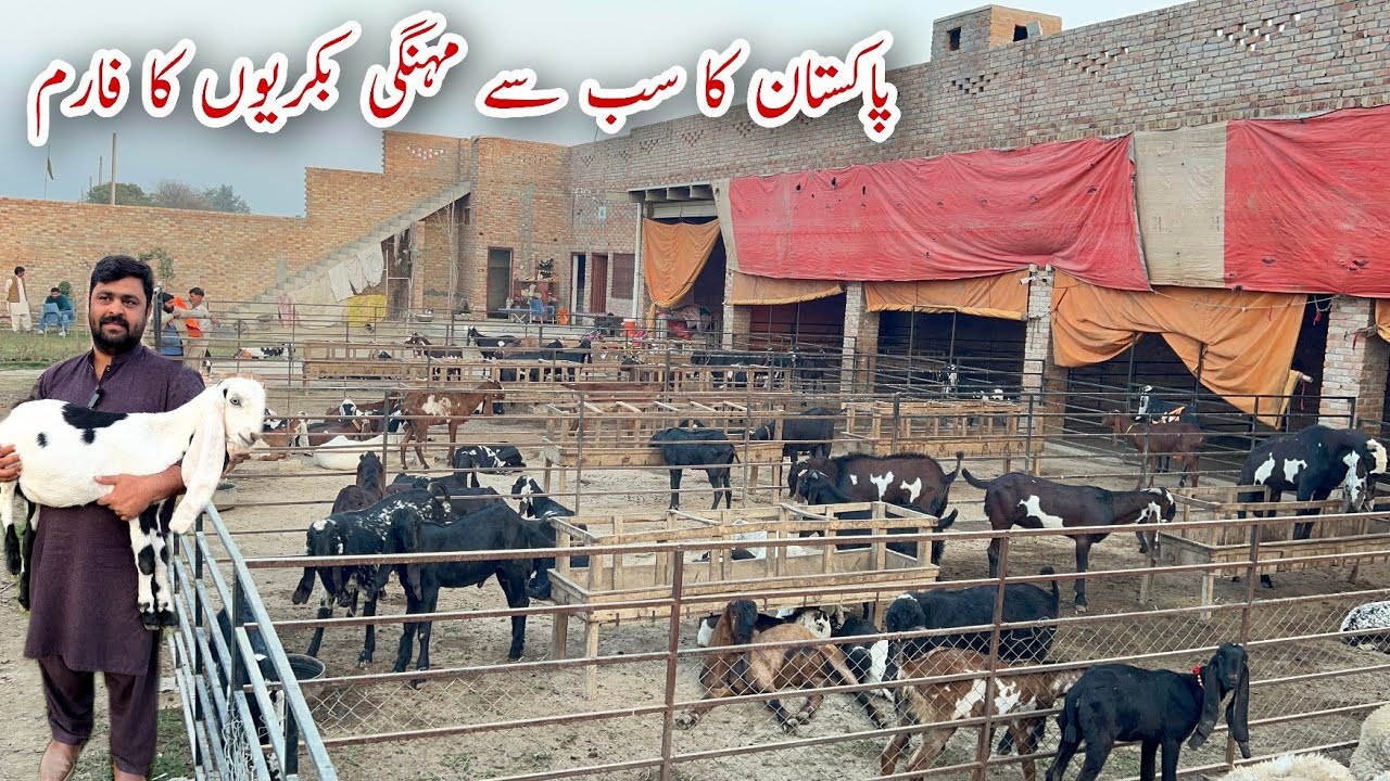 Pakistan Best Beetal Goats 🐐 Farm Moueed Goat #farm  Sahiwal #farming #goat #beetalgoats #farmer