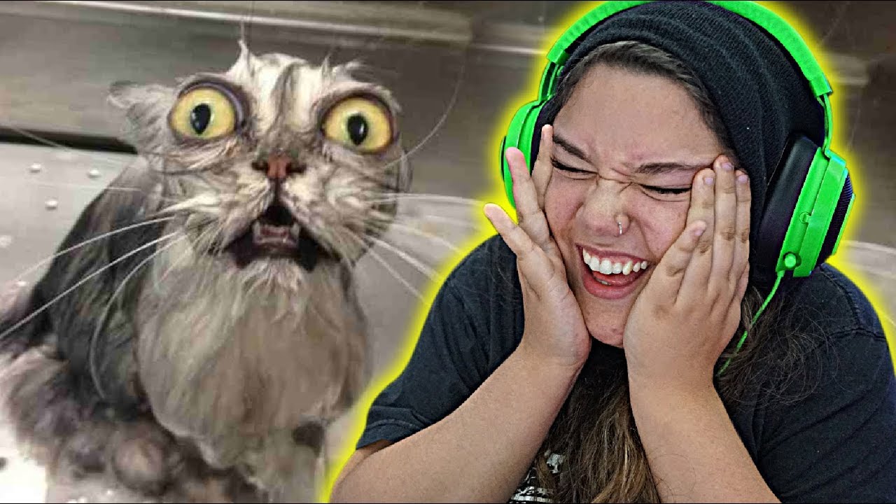 OS PIORES GATOS DO MUNDO!