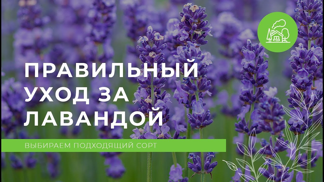 Как вырастить белорусскую лаванду?