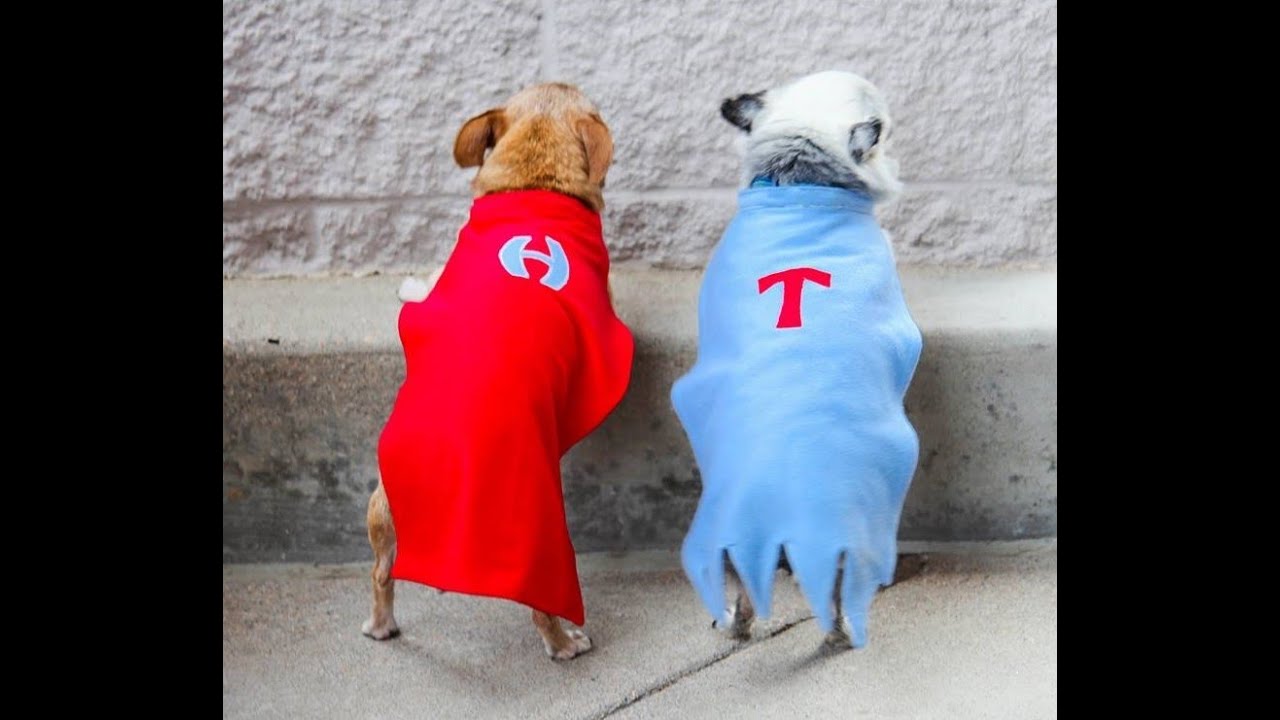 Two Tiny Superheroes Against Puppy Mills