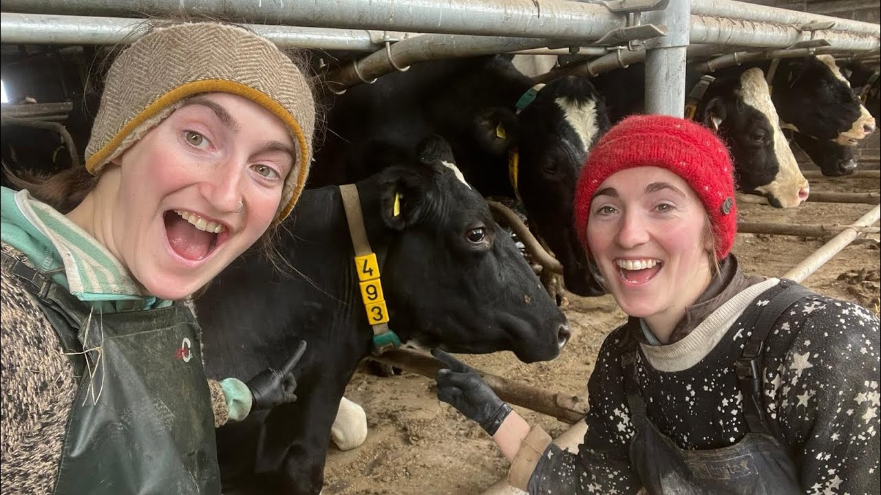 GEA COLLARS ON DAIRY COWS