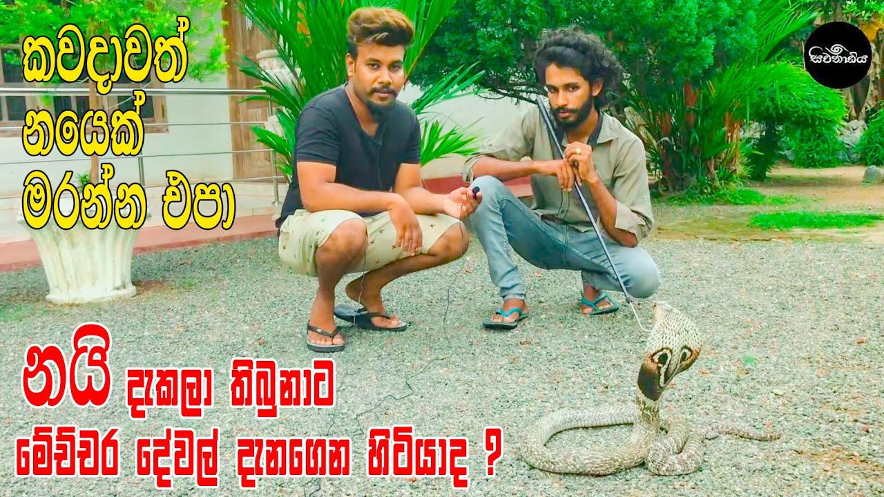 කවදාවත් නයෙක් මරන්න එපා පසු තැවෙන්න වෙයි ( Sri Lankan Snake ) Sivanadiya