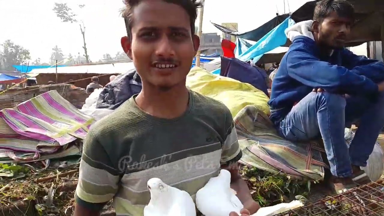 Recent pigeon price update at Uluberia pigeon market on 13.12.25 #pigeon