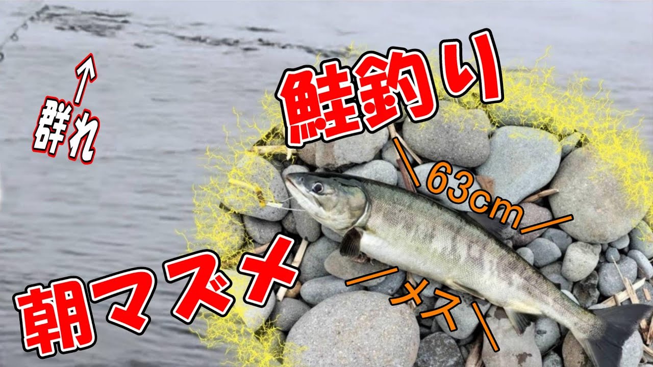 【鮭釣り】鮭が沸いている河口で朝マズメ