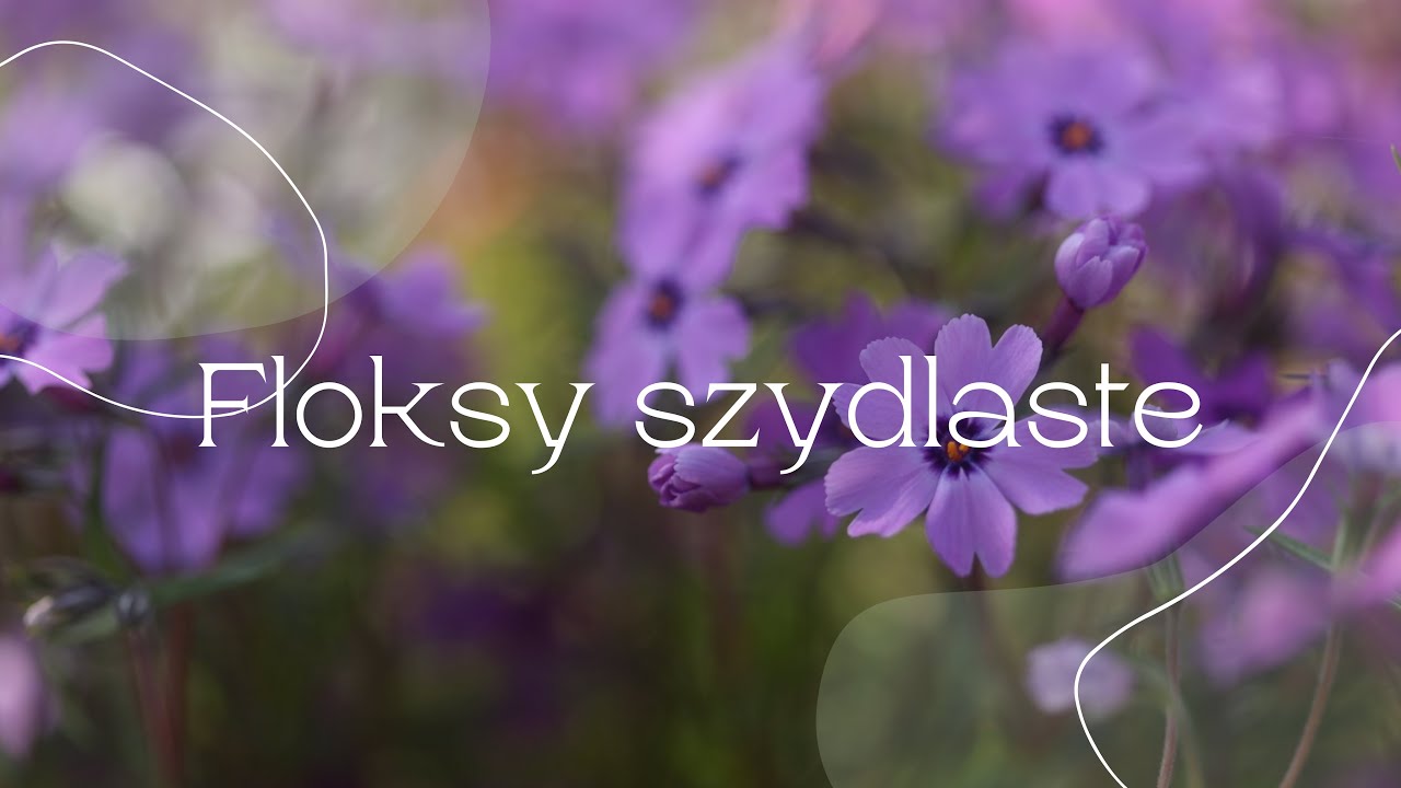 Floksy szydlaste