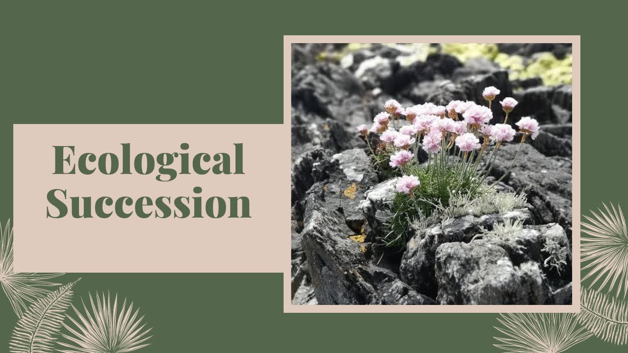 018: Ecological Succession. Primary and Secondary Succession. #Ecology #EcologicalSuccession
