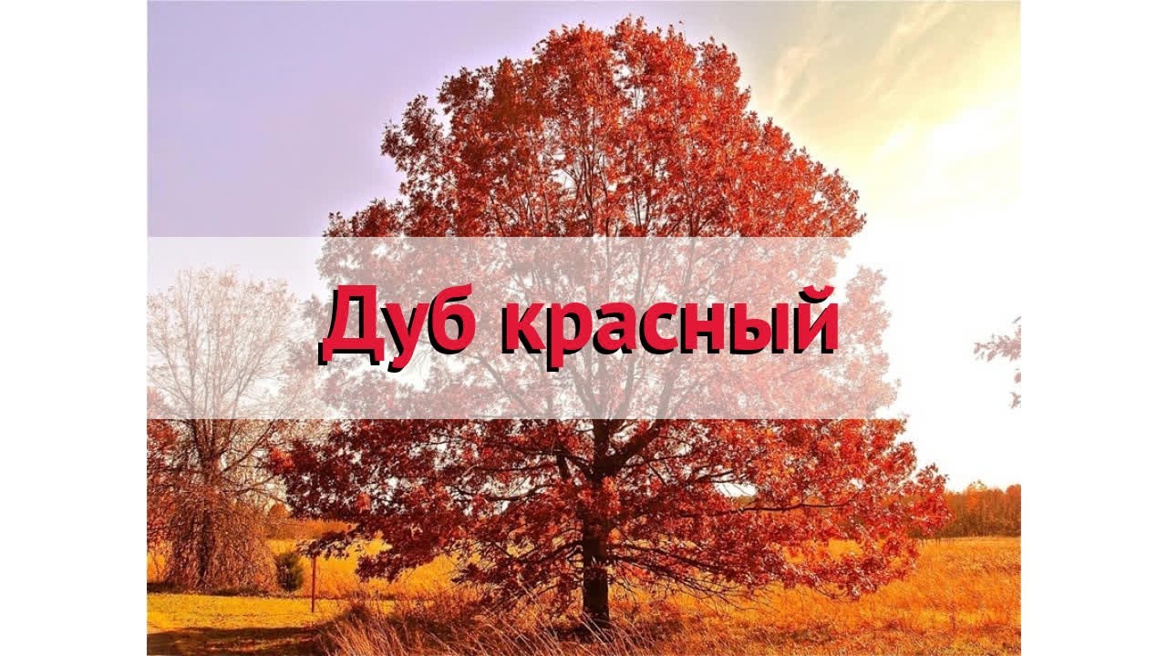 Дуб красный (quercus rubra) 🌿 Обзор дуба : посадка и уход. крупномеры дуба : описание и особенности