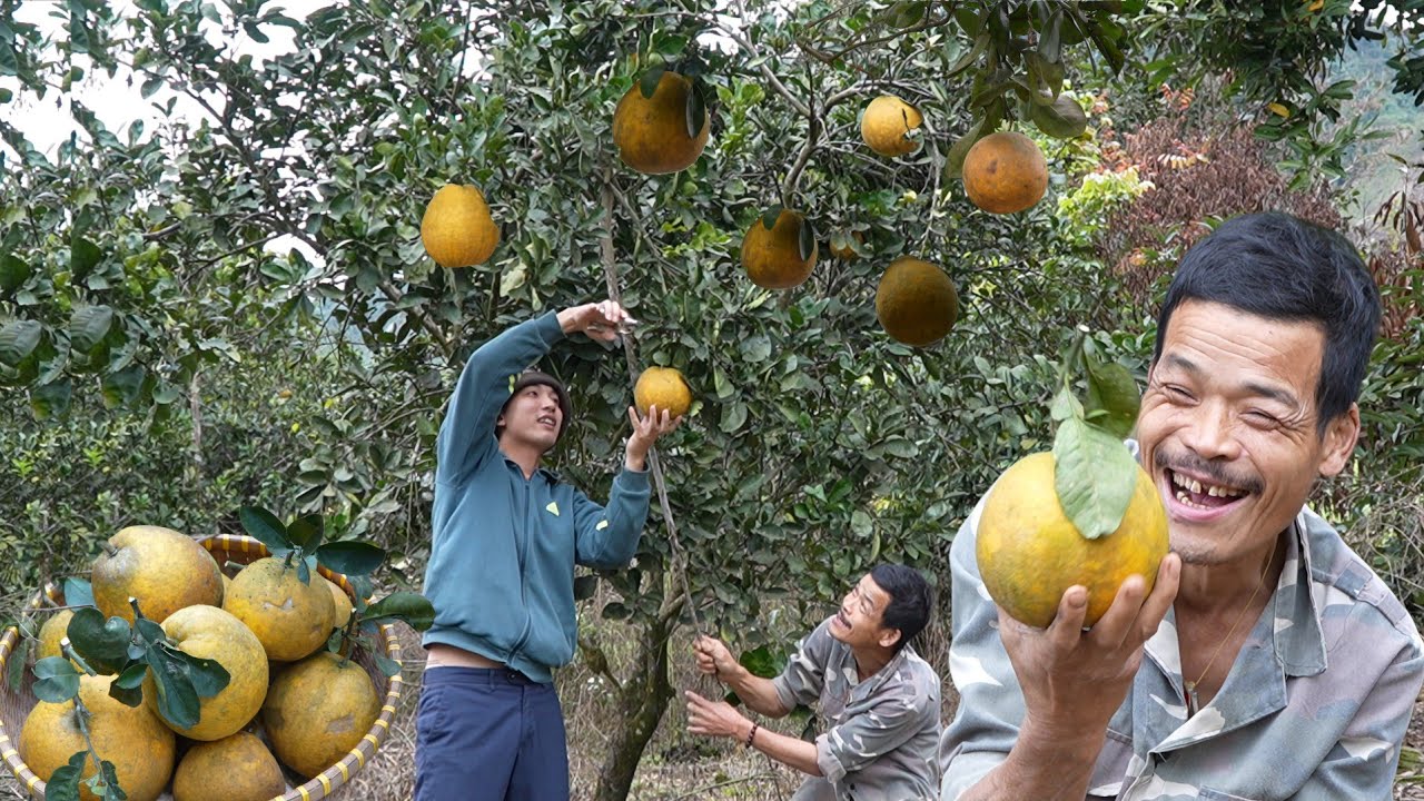 Grandpa and His Grandson Harvest Lots of Pomelos in the Garden: Uncle Manh Comes to Help