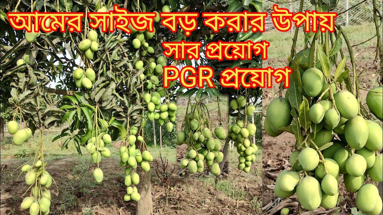 আমের সাইজ বড় করার উপায় || প্রতি কাঁদিতে ( তিন কেজি) করে ফলন || Ami Krishak Bandhu