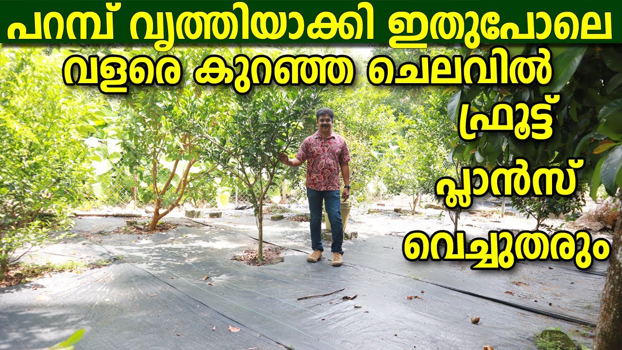 ഇനി പുല്ലും പിടിക്കില്ല കുറഞ്ഞ ചെലവിൽ മുറ്റം നിറയെ പഴങ്ങളുള്ള fruit plants വെച്ചുതരും
