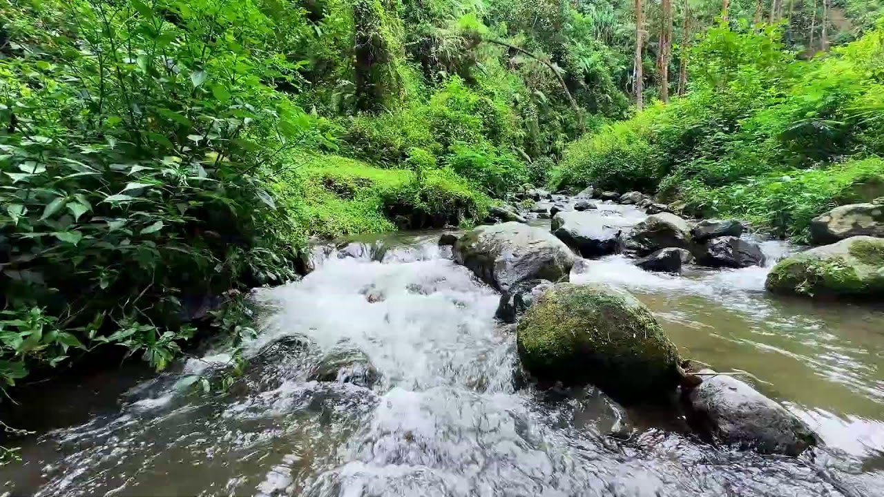 Soft river sound beneath relaxing twilight trees supporting full deep sleep and calmer mental focus