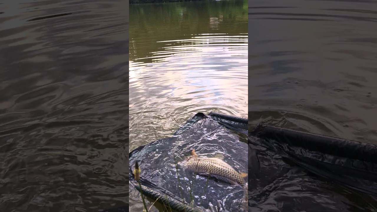Carpfishing Austria 2024 #carpfishing #karpfen #carp #foryou #fishing #angeln #newpost #shorts #new