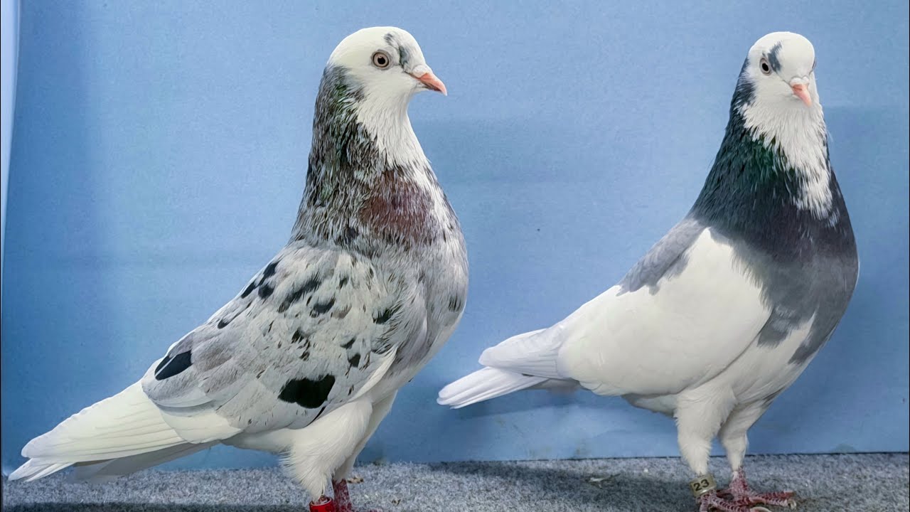 How to quickly take good photos of your birds