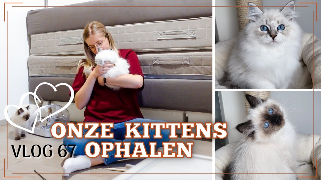 Kittens ophalen | Welkom Mango & Peaches | Eerste 2 dagen |  VLOG 67 | Gwenn&Clean