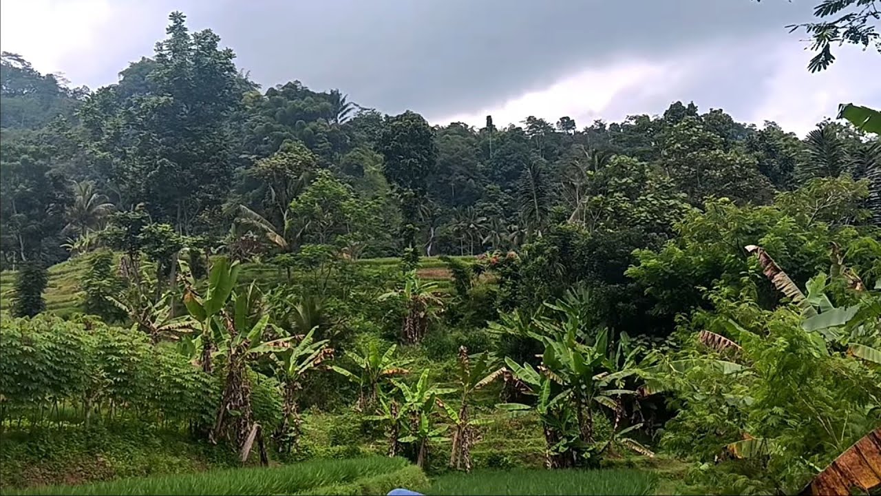 5 Menit Healing di Sawah | Suara Alam Bikin Tenang