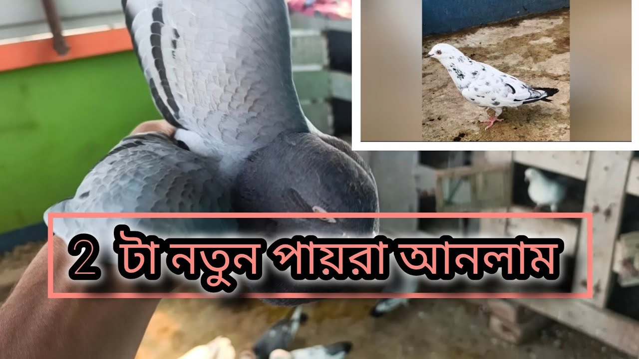 Amar Loft e 2 Notun Paira 🔥🕊️@mychoicepigeon 