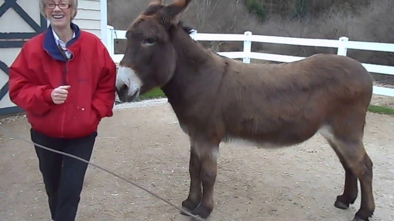 Nancy Faust - Donkey Tricks