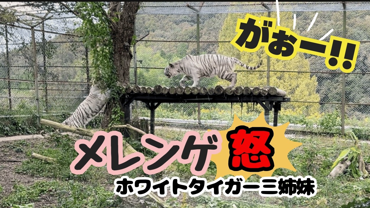 台の上は譲れない『メレンゲのガォー🐯🗯️』ホワイトタイガー三姉妹♡【秋吉台サファリランド】