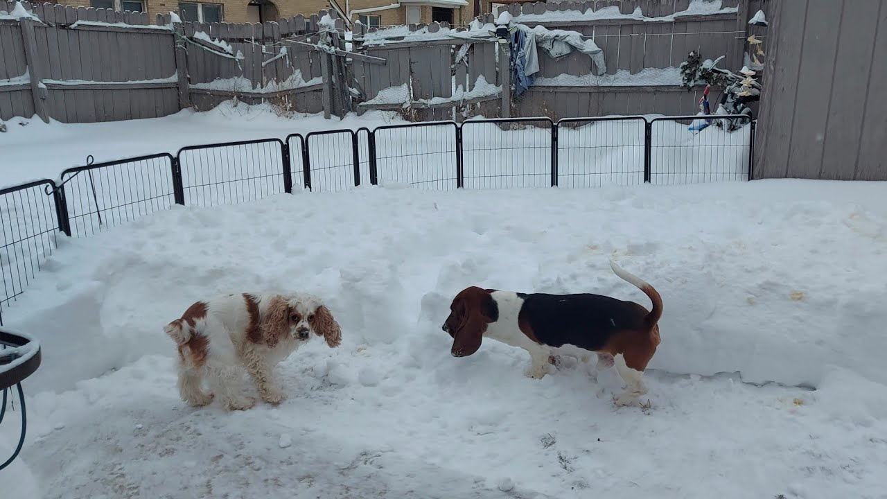 ❄️ После той снежной бури мальчики просто с ума сошли, им не терпелось пойти поиграть в снегу ❄️