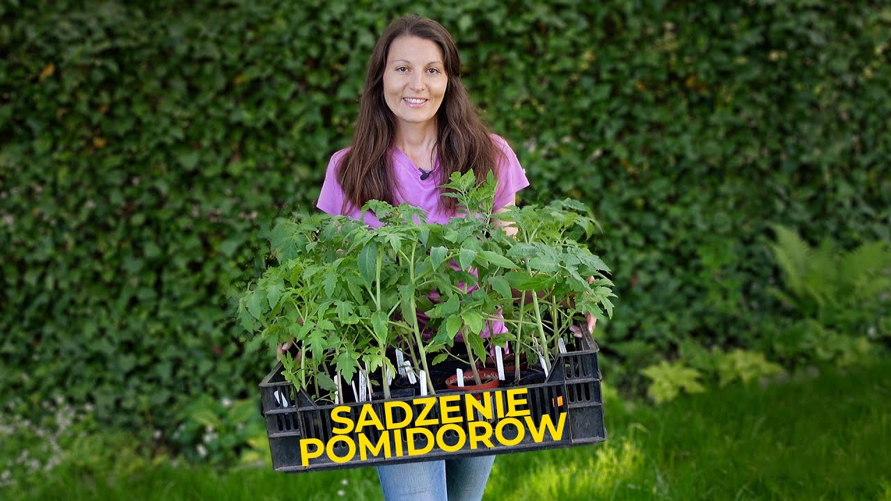 Sadzenie pomidorów do szklarni. 40 odmian pomidorów.