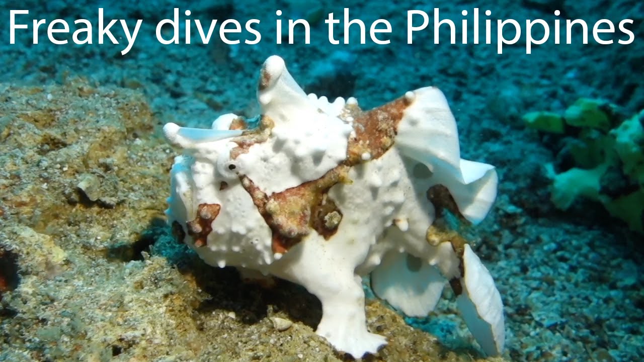 Freaky dives in the Philippines (HD)