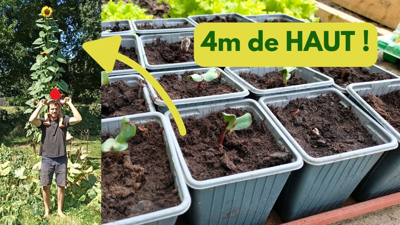 SEMIS de TOURNESOL G&Eacute;ANT : 4m de HAUTEUR