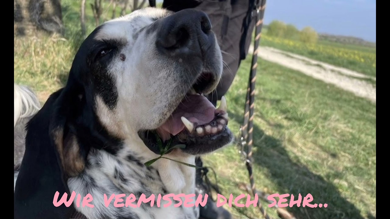 Wir nehmen Abschied von unserer geliebten Pflegehündin Silvi 
