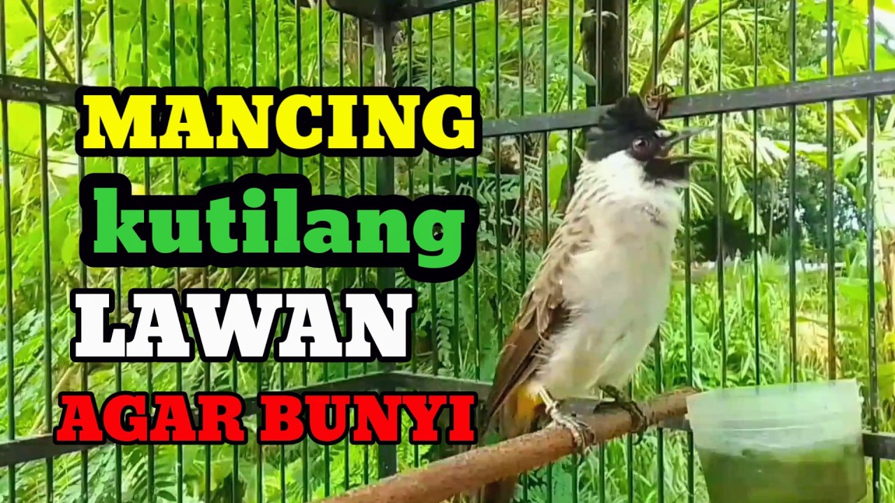 Suara Burung Kutilang Gacor memanggil Lawan  pancingan kutilang agar bunyi