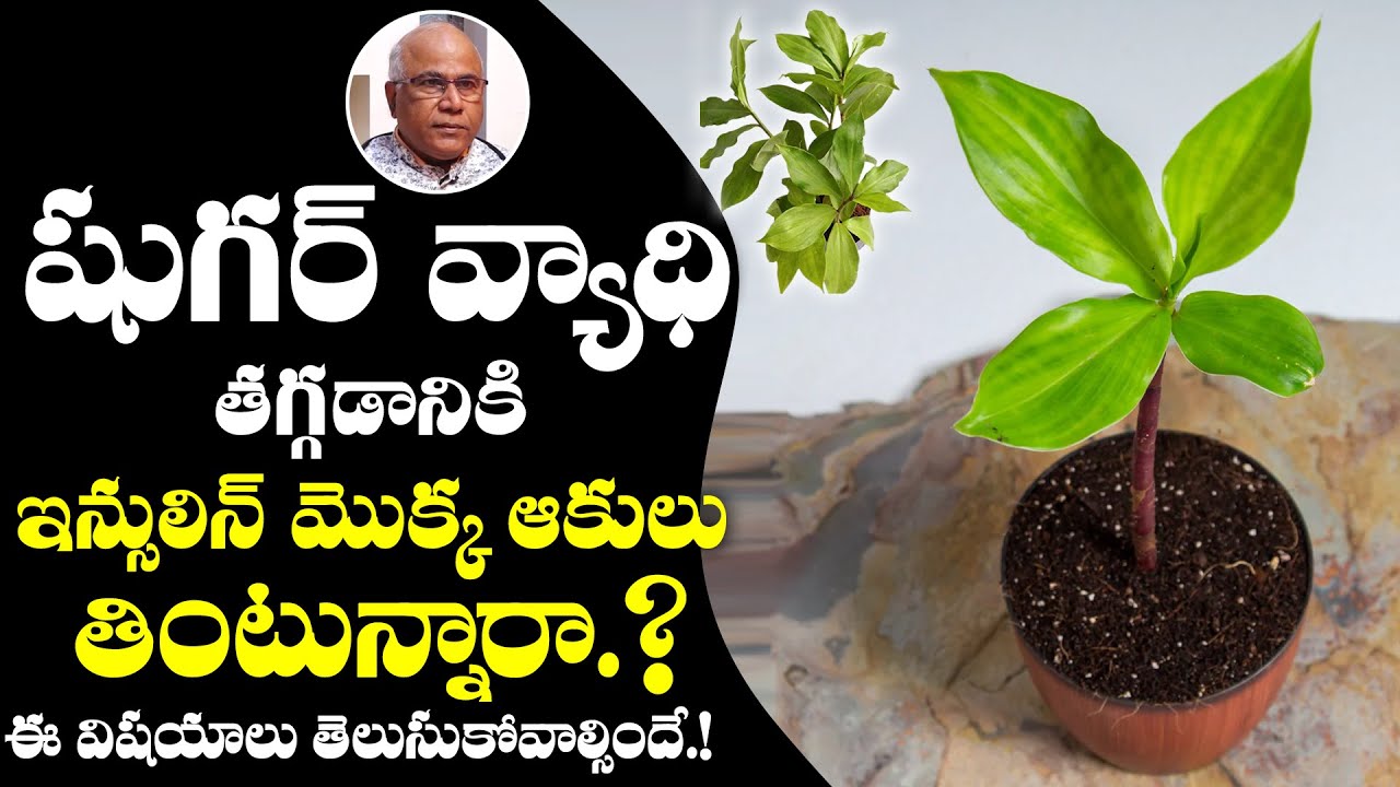 Insulin Plant For Diabetes | Medicianal Plant For Sugar| Insulin Benifits | Dr. CL Venkat Rao |TXTV