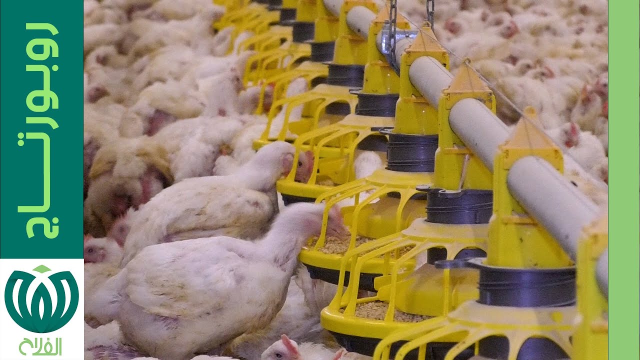 تربية الدواجن..شعبة تتطلّع إلى العصرنة