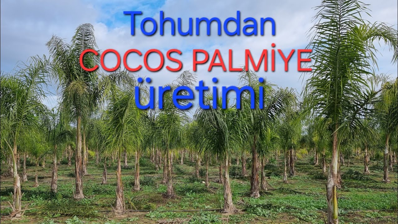 cocos palmiye tohumdan üretimi kokos palmiye nasıl üretilir #palmiye #tropikaltopraktv #dündaryıldız
