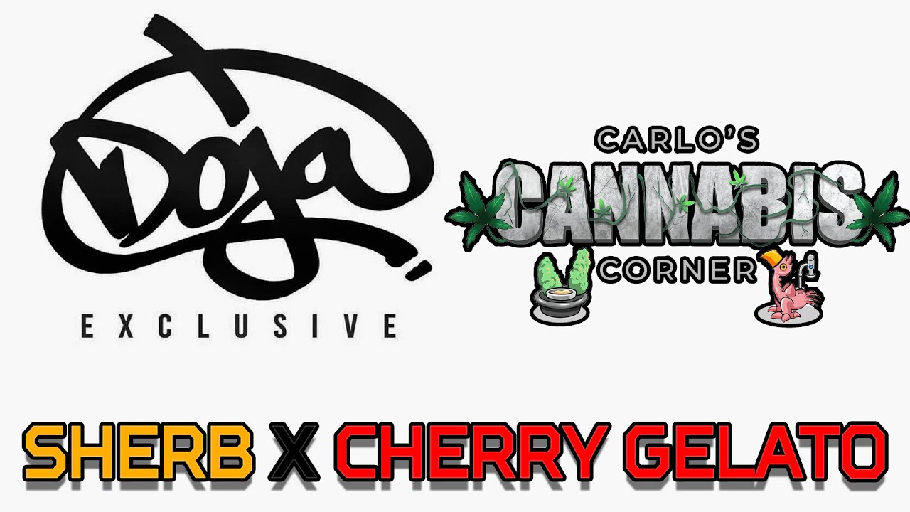 CCC.66 Doja Pak Sherb X Cherry Gelato Review