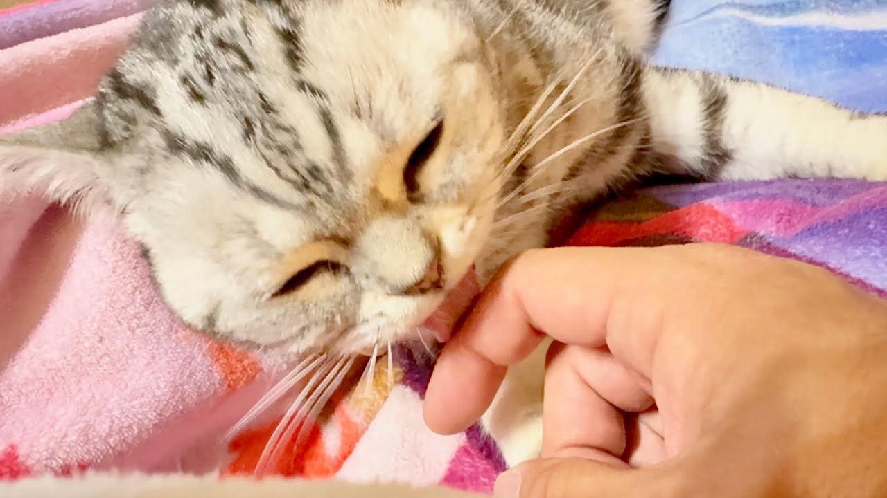 体調が悪いパパに献身的に毛繕いをするあいちゃん。
