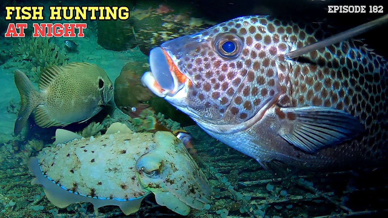 NIGHT SPEARFISHING EPISODE 182 | FISH HUNTING AT NIGHT
