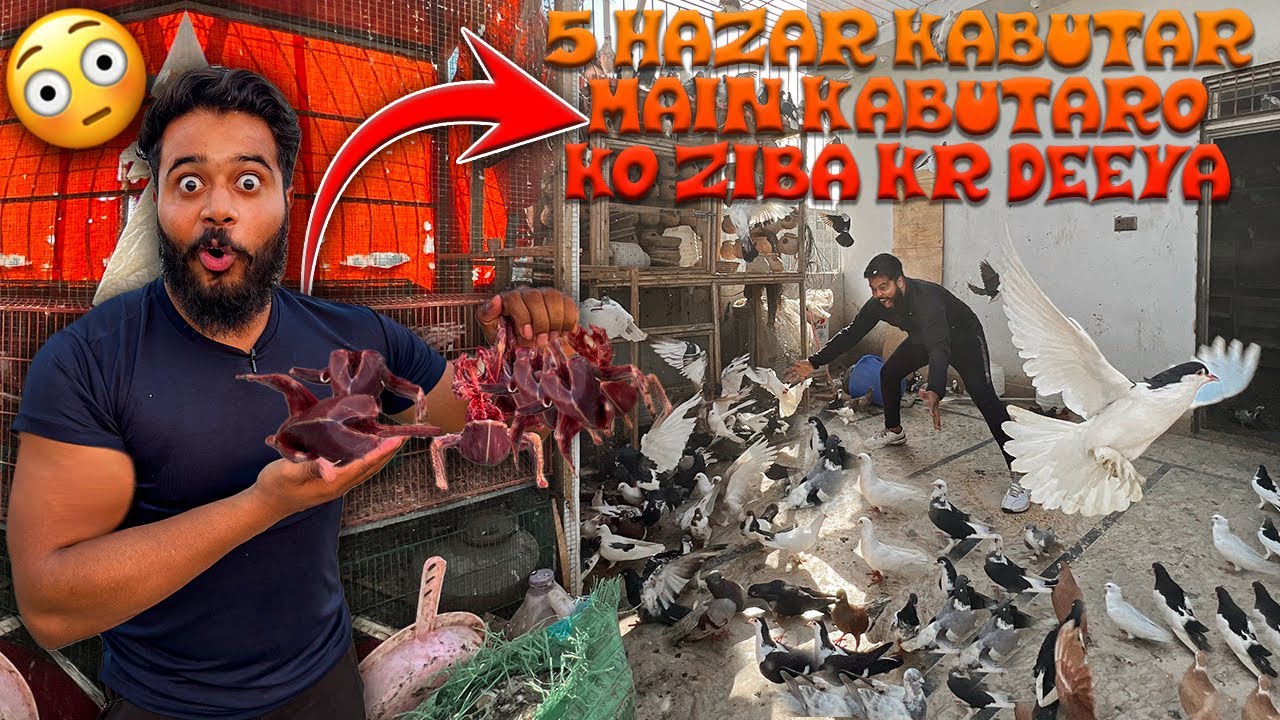 5 hazar kabutaro main kabutar ko ziba kr deeya 😳 | SYED FAHAD | THE FUN FIN