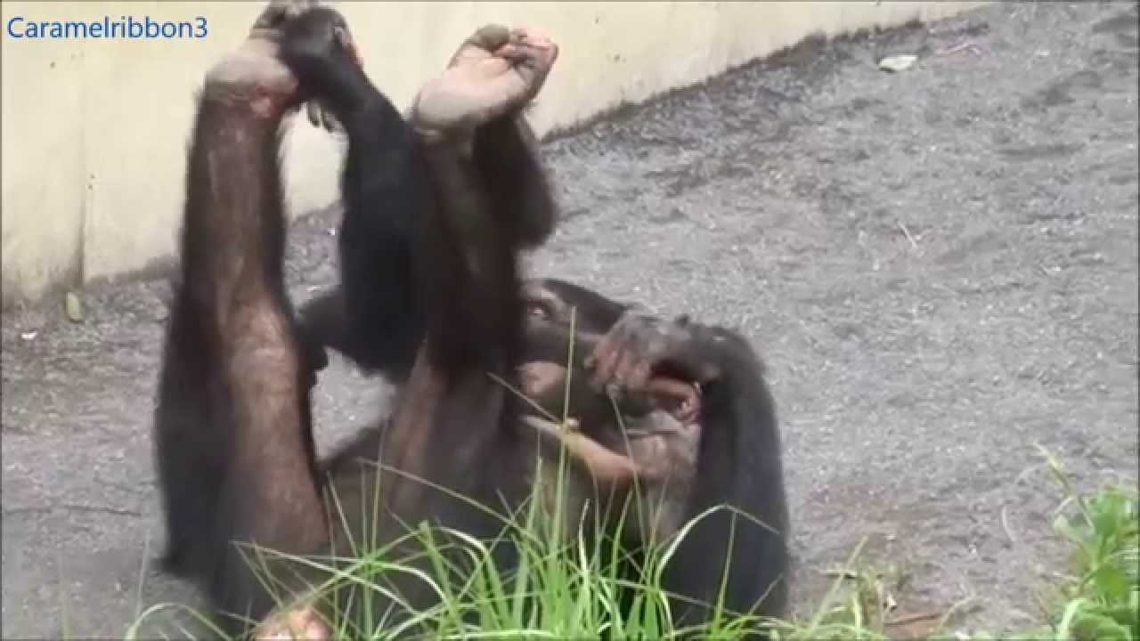 Chimpanzee Mikan babysitting Fubuki at Tama Zoo #2