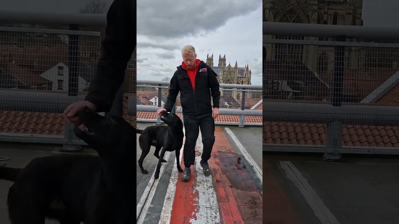 Loki the dutch x Mal up on the roof!