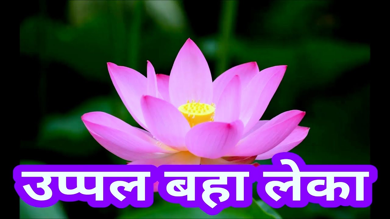उपल बहा लेका UPAL BAHA LEKA Tribal ✝ Melody @