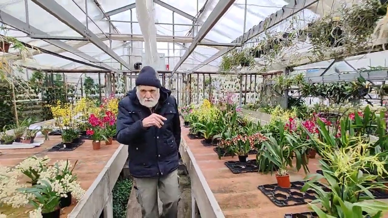 secondo piccolo tour all'Orchideria di Morosolo tra le piante in vaso del 5° viale
