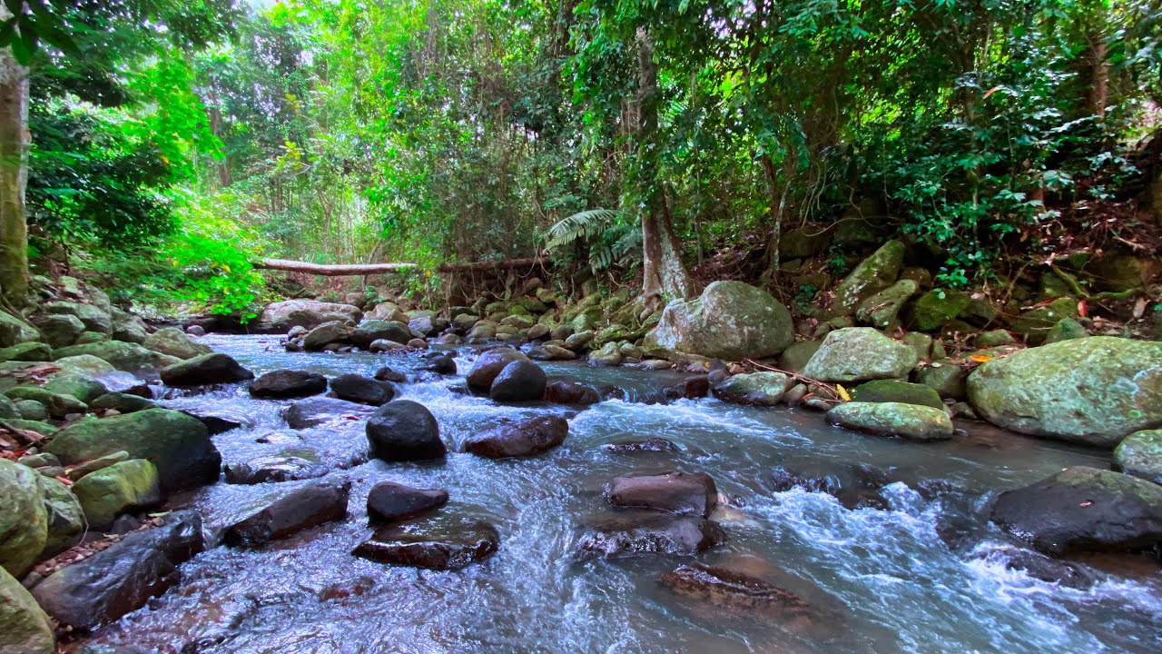 Sleep Instantly with Tranquil Stream Sounds from Serene River Flowing Over Rock in Lush Greenery