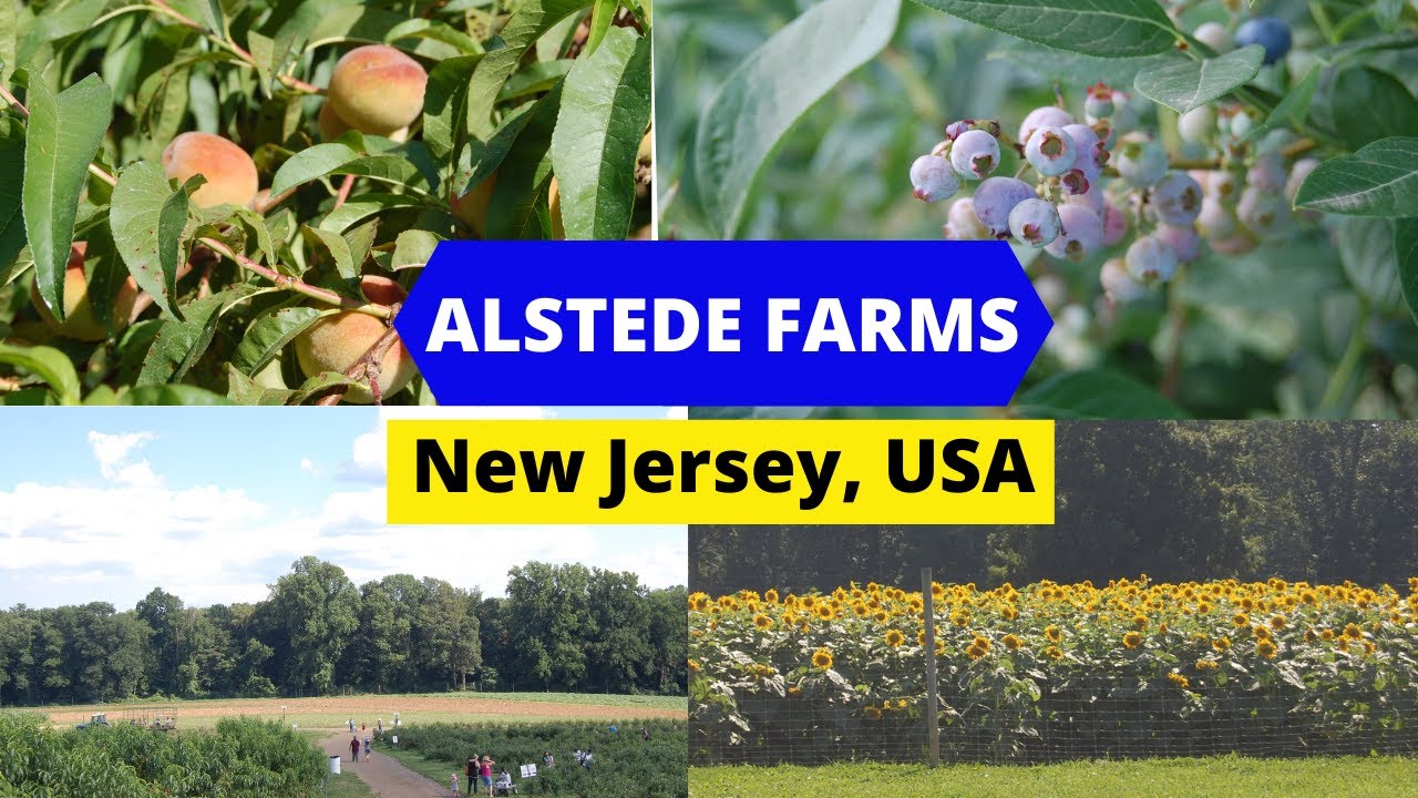 Alstede Farms, Chester, New Jersey | Pick Your Own | USA