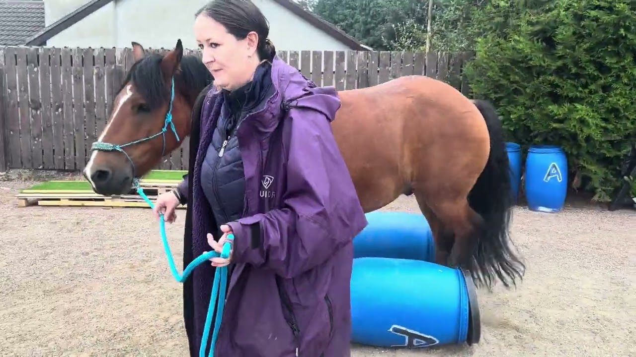 Lauren Gilman and Bentley Medium Level Horse Agility August 25