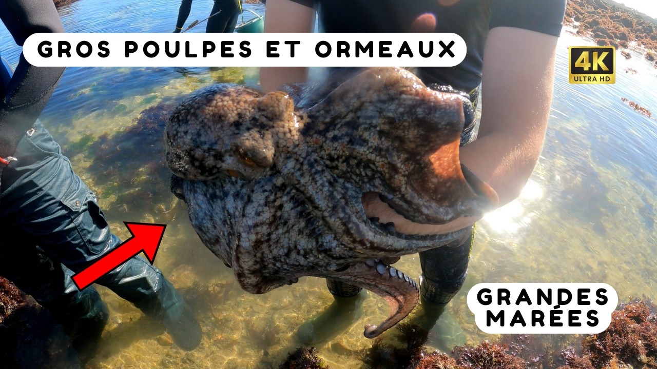 Grandes Marées en Bretagne : Les Poulpes mangent tout sur leur passage !