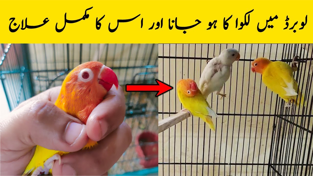 Title Laqwa (Paralysis) Disease in Lovebird  Parrots With Treatment in Urdu /Hindi