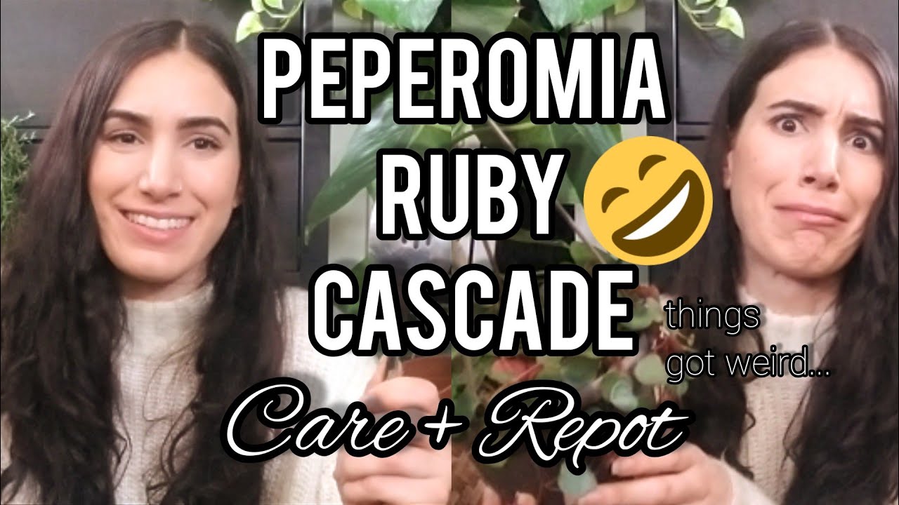 ПЕПЕРОМИЯ РУБИНОВЫЙ КАСКАД!! Уход + пересадка! Всё стало странно...