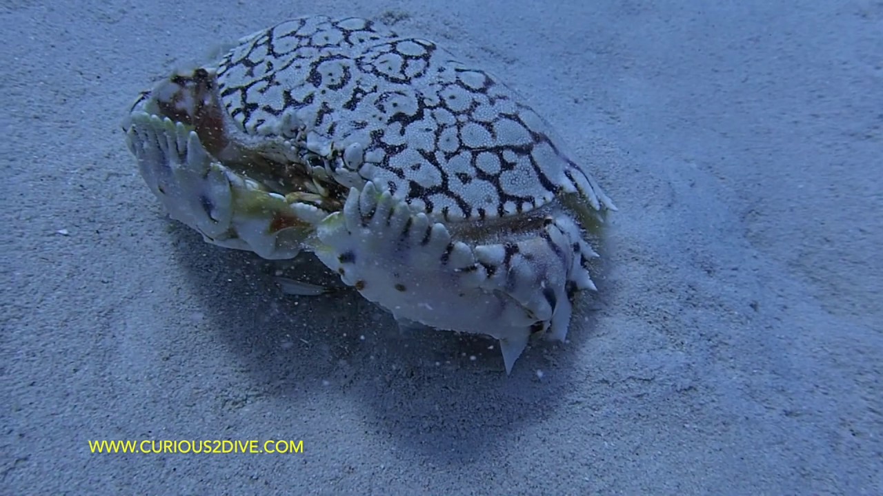 The Creatures of Banda Abou Curacao