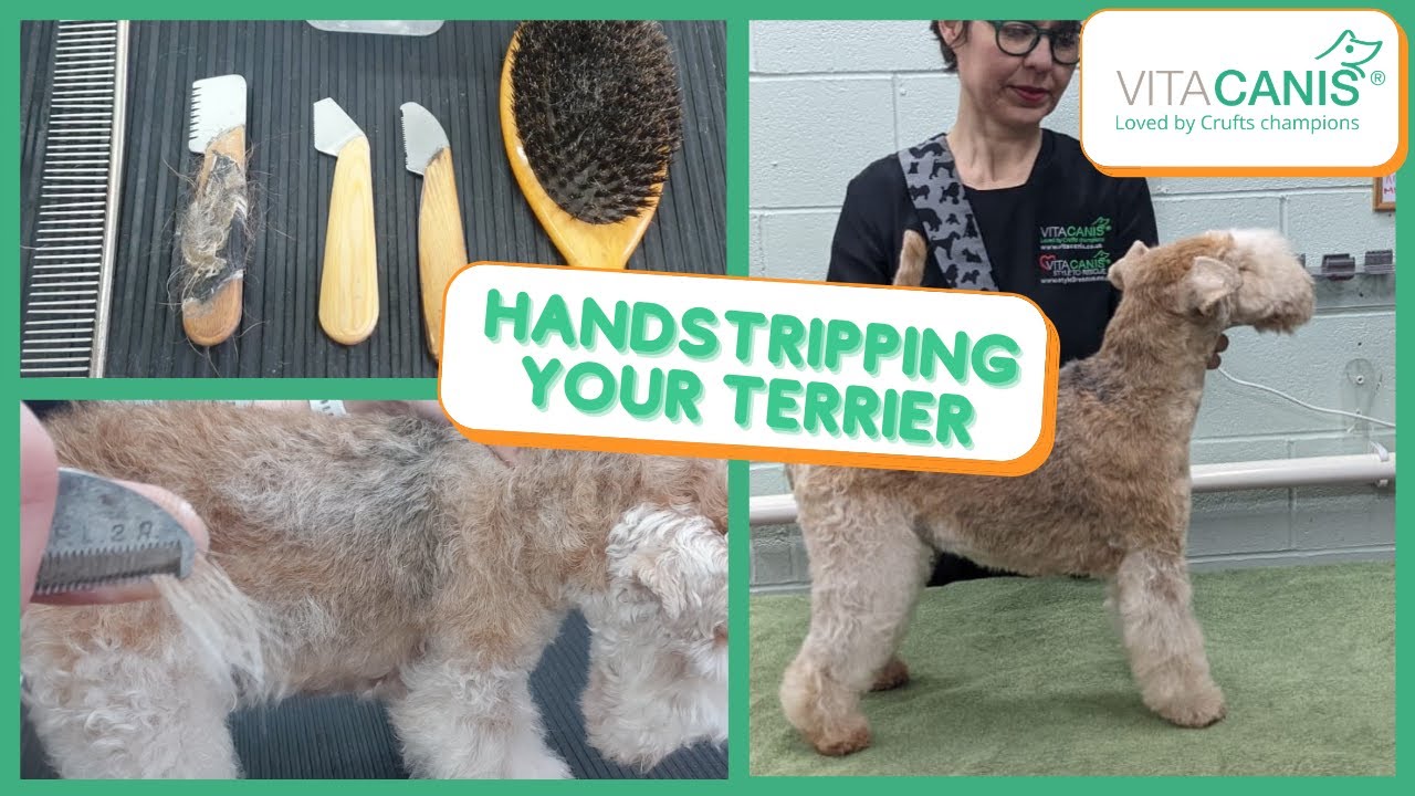 HANDSTRIPPING YOUR TERRIER - IS HANDTRIPPING SUITABLE FOR YOUR DOG?