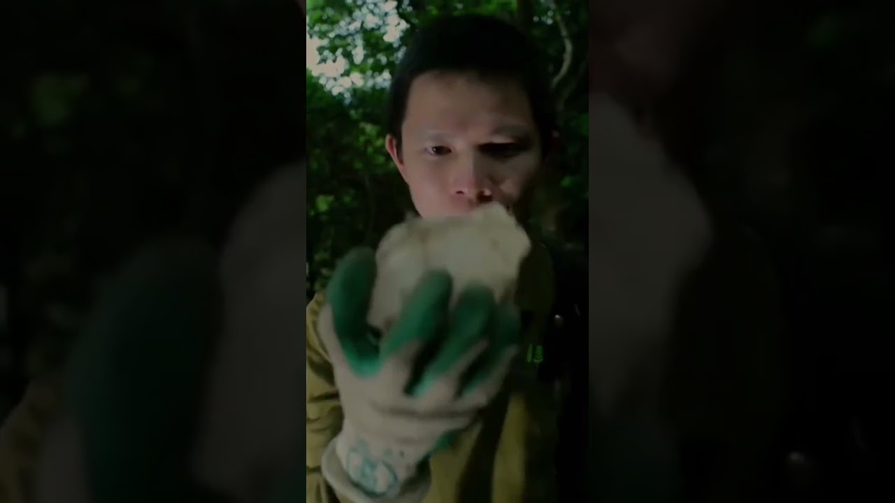 Ever heard of tree poachers